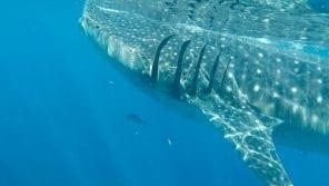 Swimming with whale sharks gill close up
