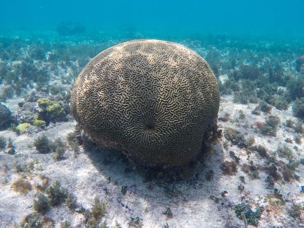brain coral Snorkel