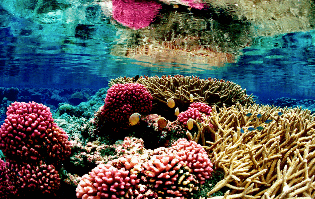 corals snorkel