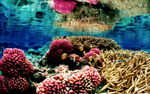 corals mexican caribbean