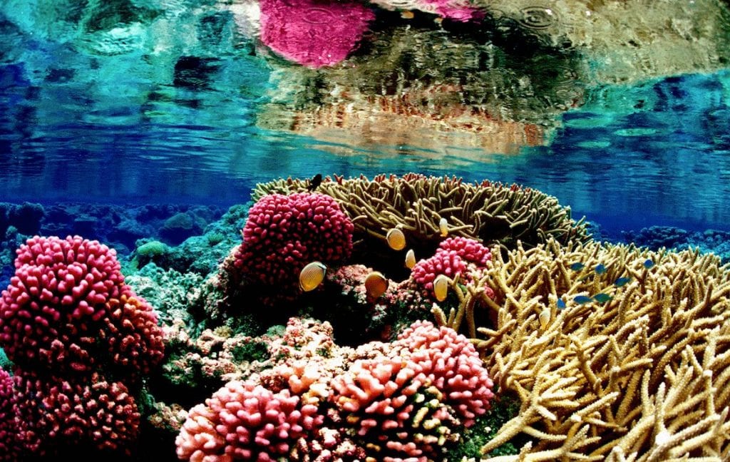 corals mexican caribbean