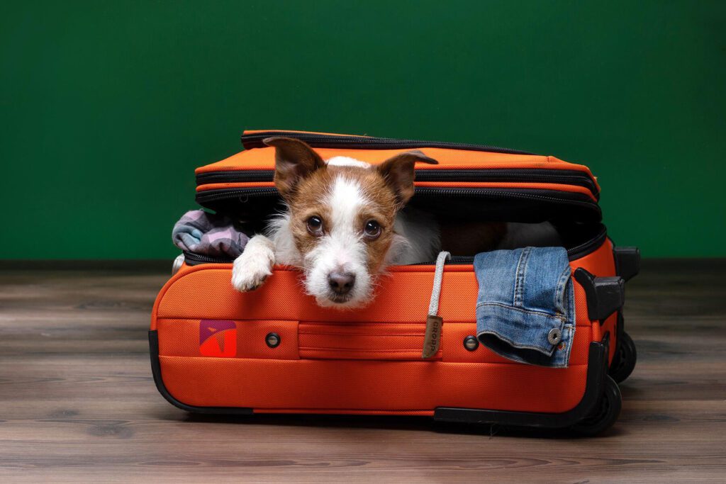 Pet Travel