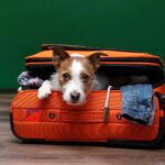 Pet Travel